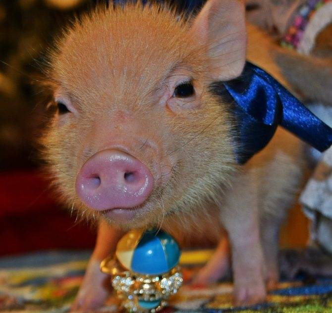 Мини-пиги и микро-пиги - декоративные свинки