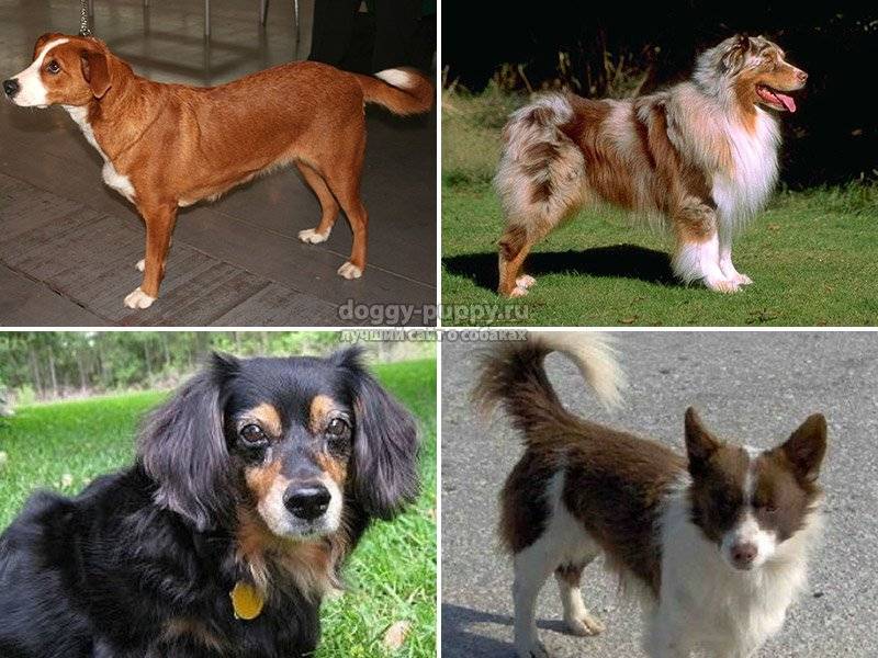 Алопекис (маленькая греческая собака): описание породы с фото и видео