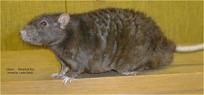 Крыса домашняя декоративная (fancy rat)