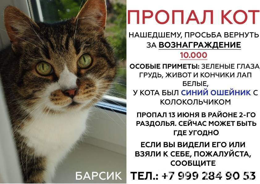 Пропал кот: как узнать, живой ли он, что делать, если кошка потерялась, почему животное уходит из дома