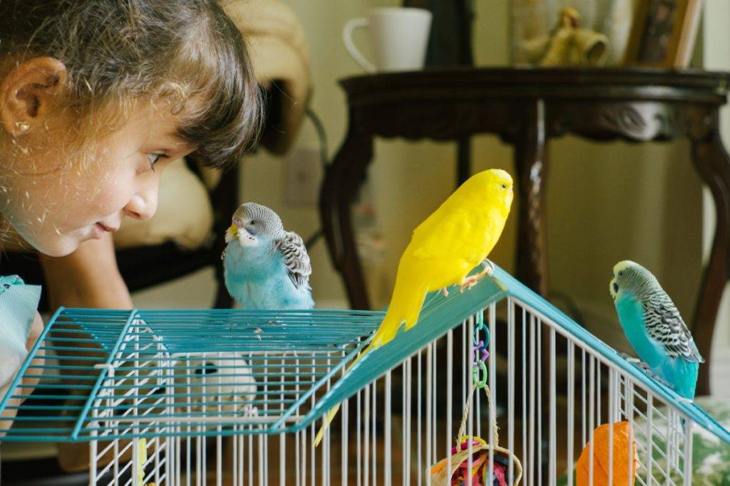 Как научить волнистого попугая разговаривать