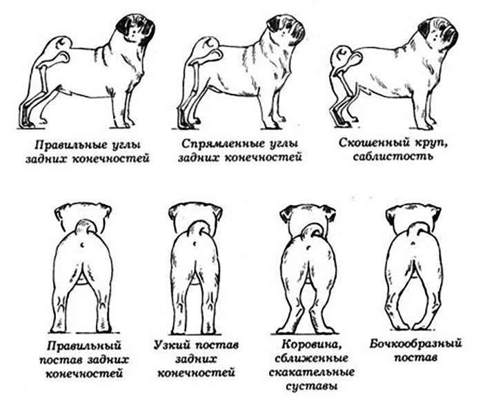 Течка у собак её особенность протекания, этапы и аномалия