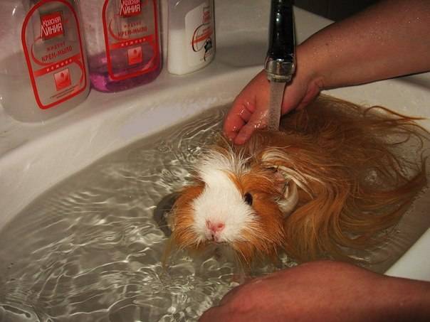 Как часто нужно купать морскую свинку и как правильно это делать