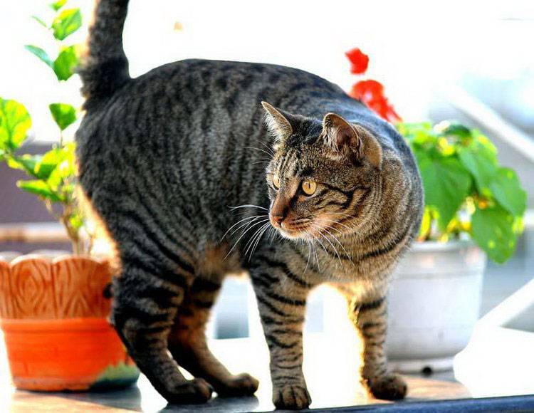 Ли хуа (дракон ли, ли мао) — описание породы кошек