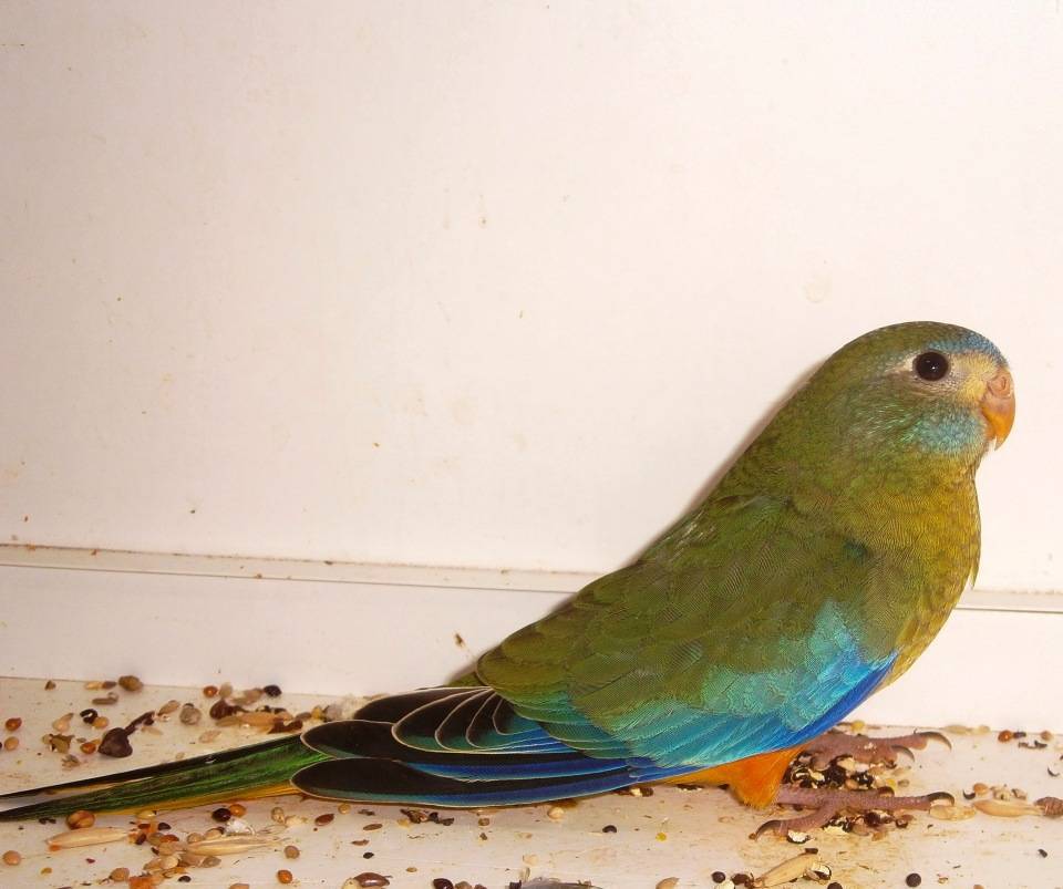 Красногрудый травяной попугайчик (neophema splendida)