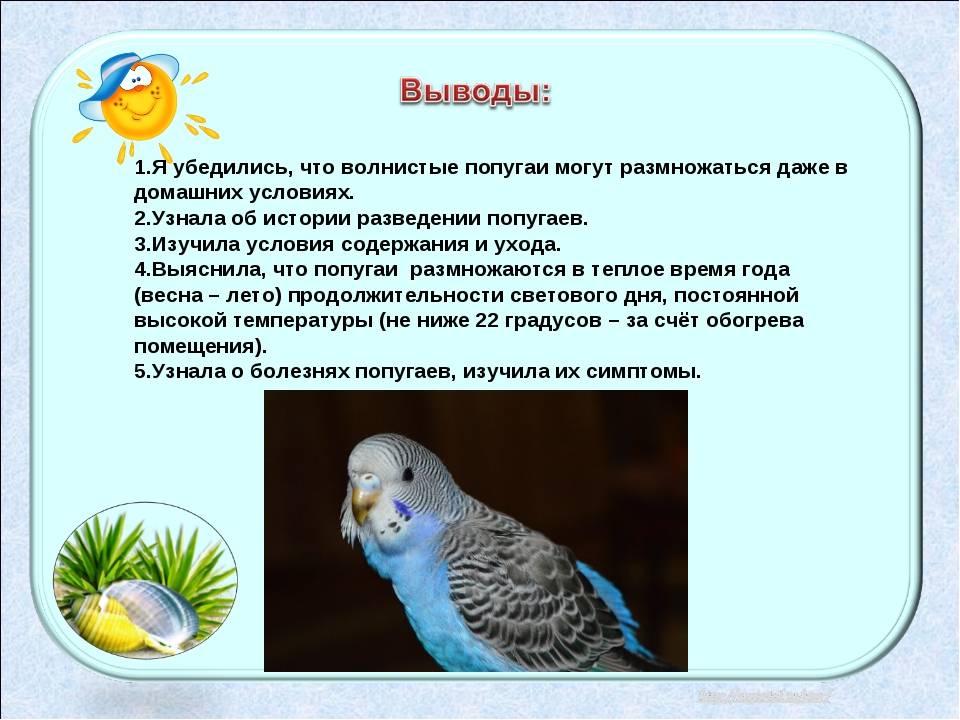 Разведение попугаев в домашних условиях: все этапы разведения