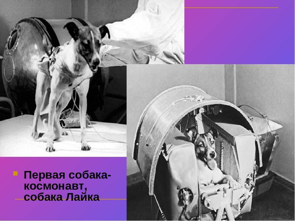 Собаки космонавты: четвероногие герои хх века