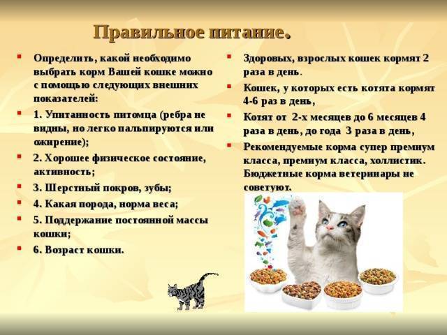 Сколько раз в день кормить кошку, а также нормы кормления котенка