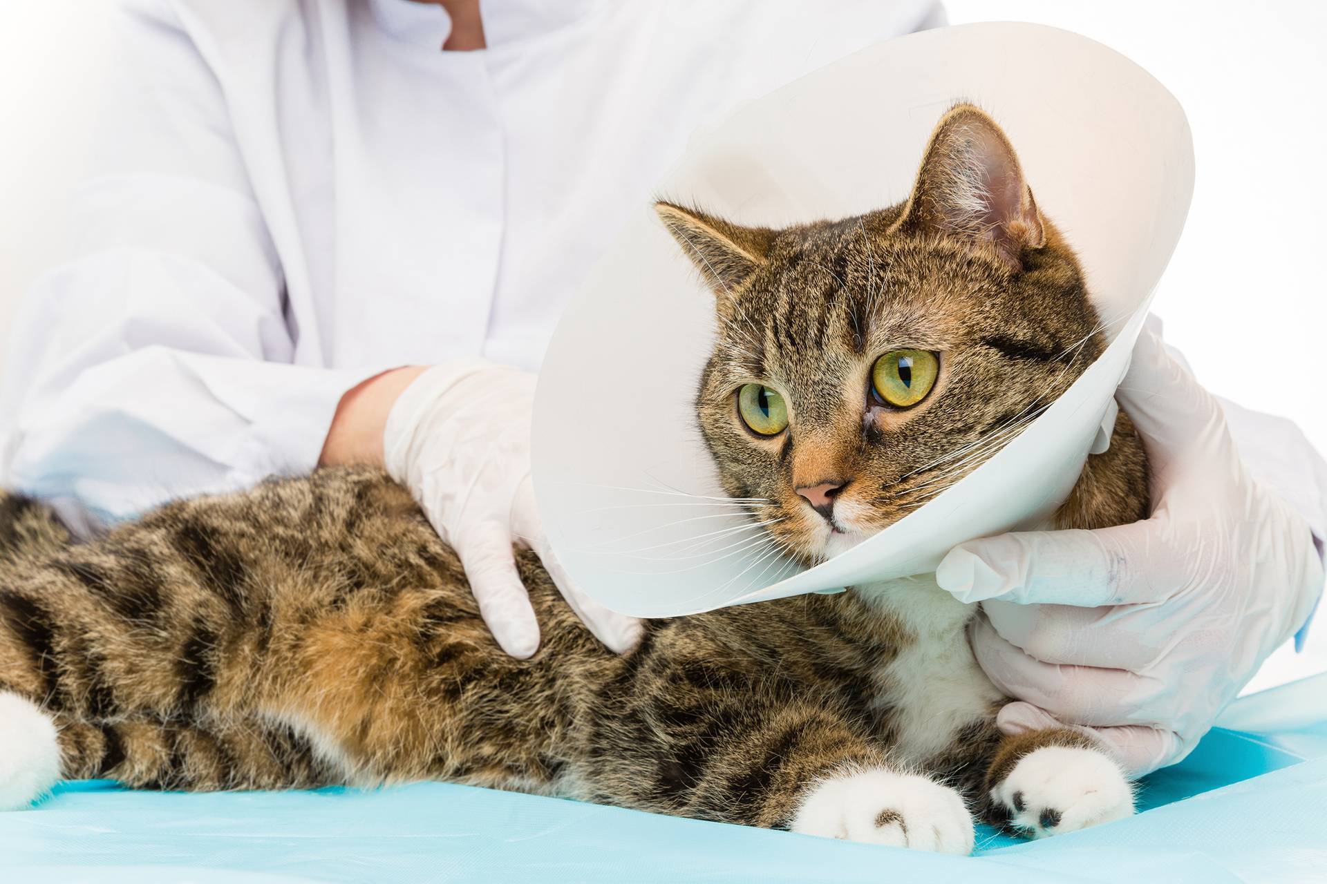 Как стерилизуют кошек: методы операции, что такое, как происходит