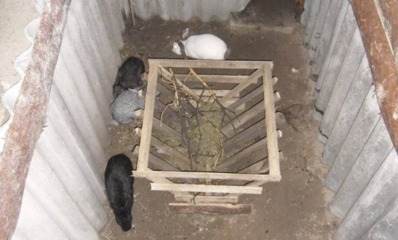 Разведение кроликов в яме и их дальнейшее содержание