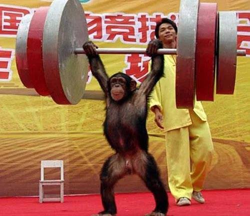 Шимпанзе оказались сильнее людей за счет быстрых мышечных волокон