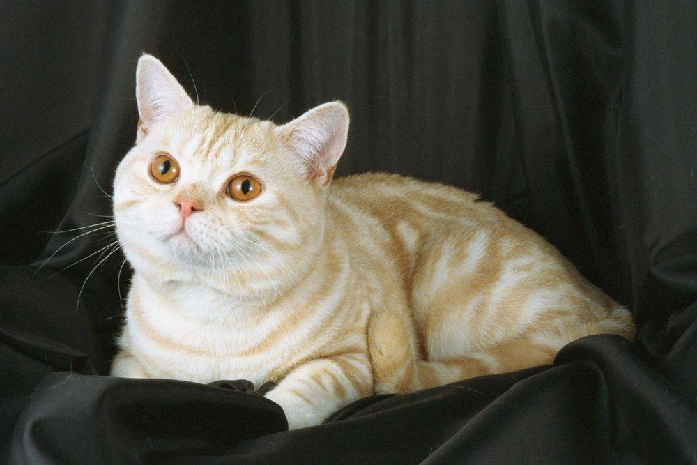 Кот с большими глазами: фото, название породы :: syl.ru