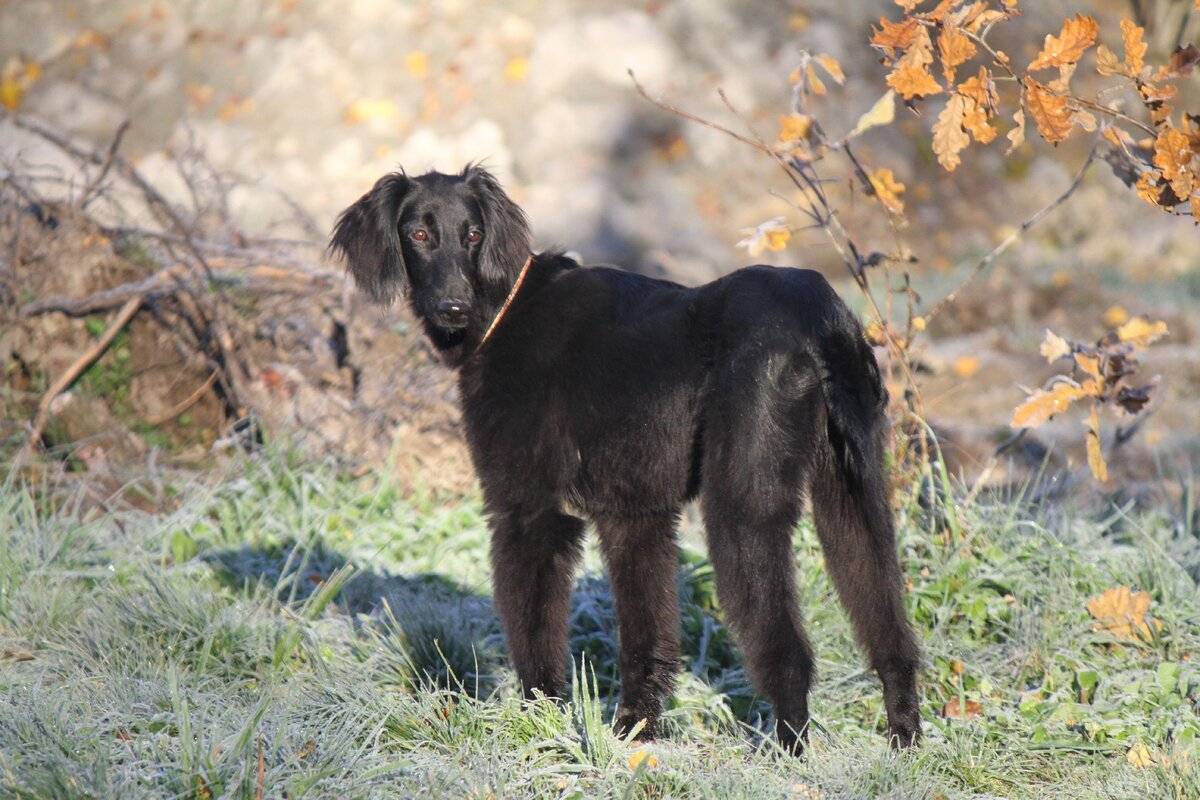 Киргизская борзая или тайган, уникальная собака под угрозой вымирания