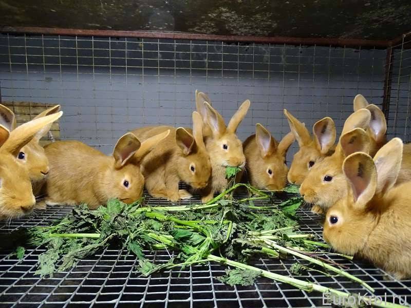 Полынь для кроликов: польза или вред?