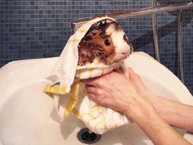 Как мыть крысу в домашних условиях? можно ли купать декоративных крыс и как это правильно делать? как часто нужно проводить купание? как искупать крысу дома в первый раз?