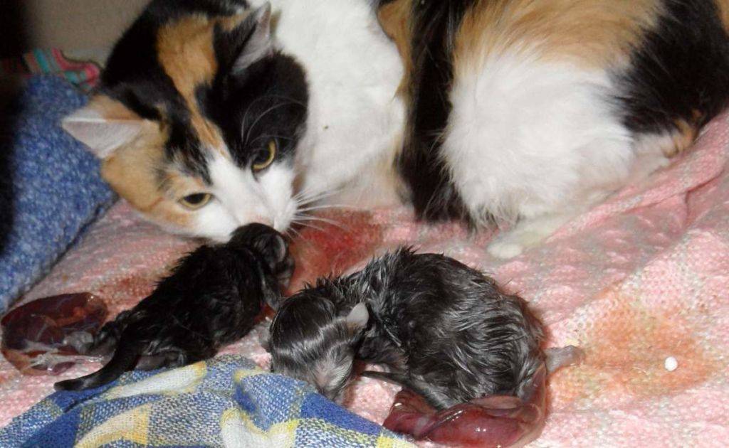 Помощь для кошки во время родов: что делать если не может родить сама