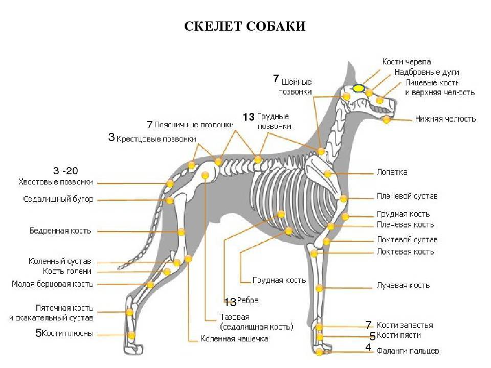 Анатомия собаки: внешнее и внутреннее строение тела