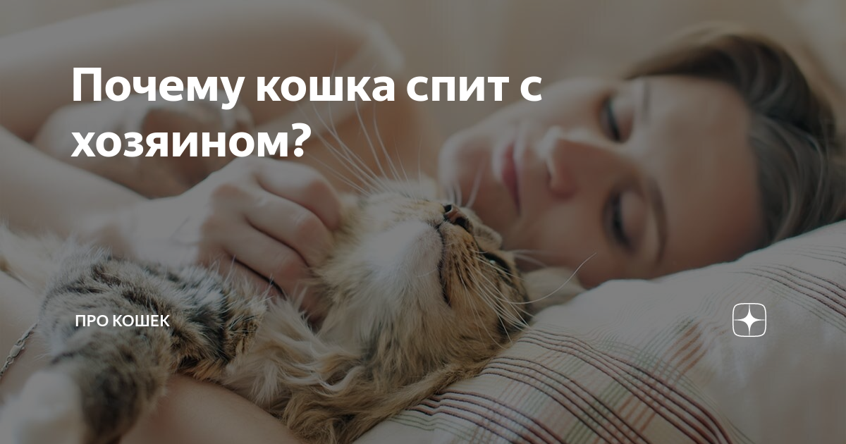 Причины, по которым кошки спят со своими хозяевами