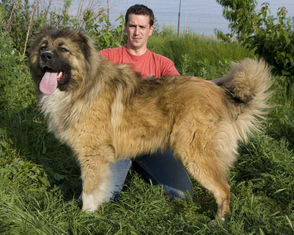 Кавказская овчарка: описание породы собак