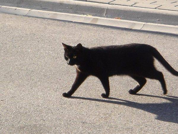 Приметы: черный кот (кошка) в доме, перебежал дорогу