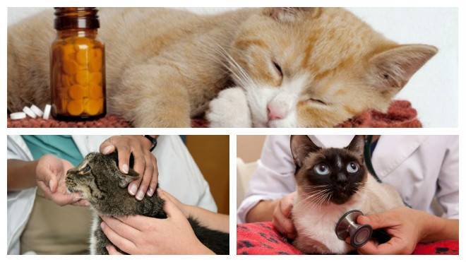 Кальцивироз кошек: симптомы, причины, лечение, профилактика