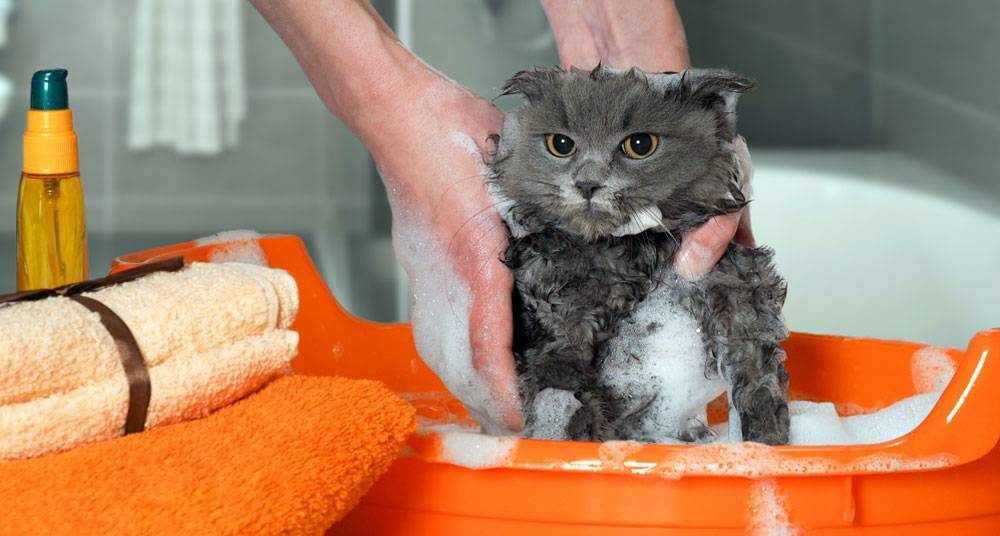 Как правильно мыть кота и с какой периодичностью?