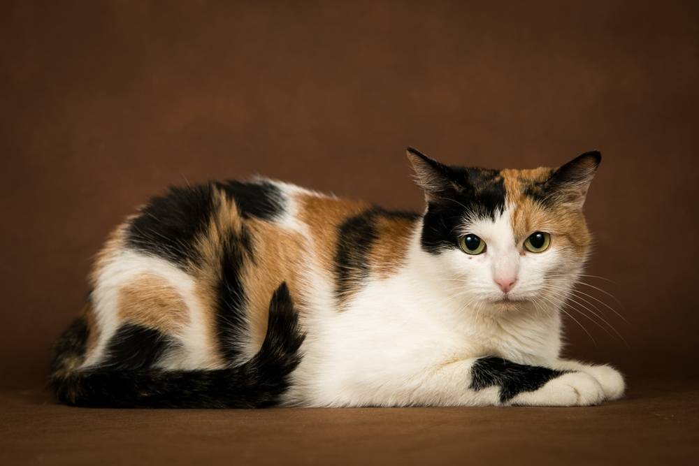 Породы трёхцветных кошек — названия, описание и фото