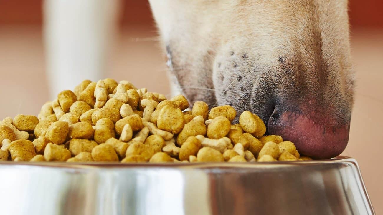 Как правильно перевести собаку на сухой корм с натурального питания, можно ли переводить взрослую собаку, как перевести с каши