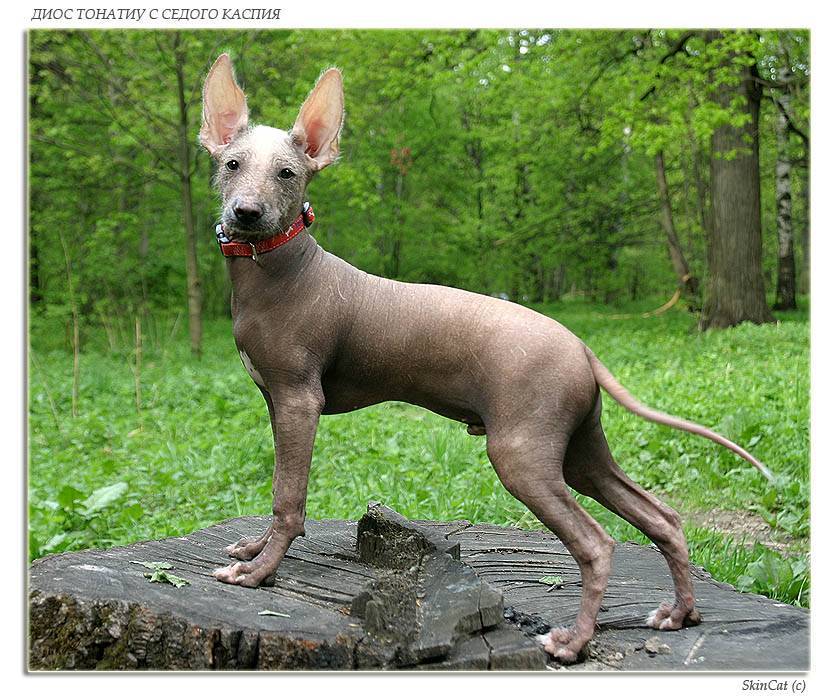 Ксолоитцкуинтли (мексиканская лысая собака): описание породы, характер, фото, питомники