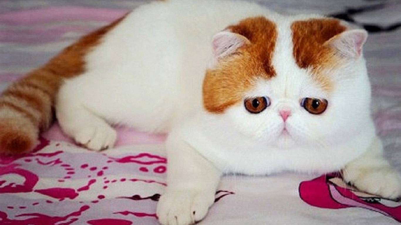Экзотическая кошка (экзот) – короткошерстная с приплюснутой мордой