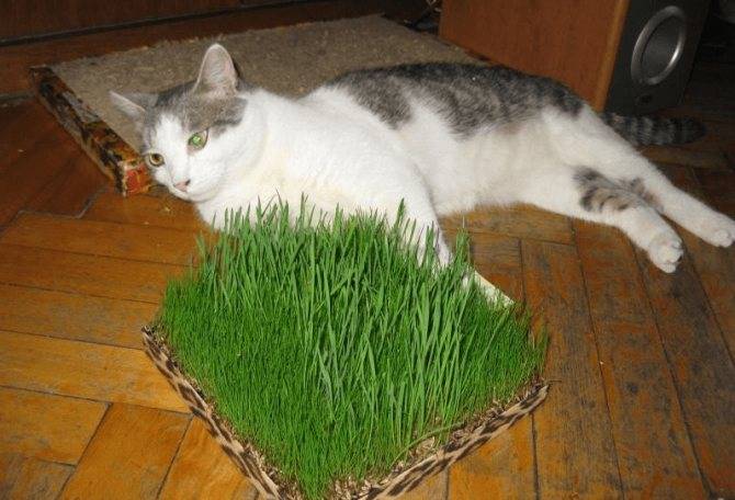 Трава для кошек: инструкция по применению