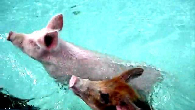 Умеют ли морские свинки плавать в воде [новое исследование]