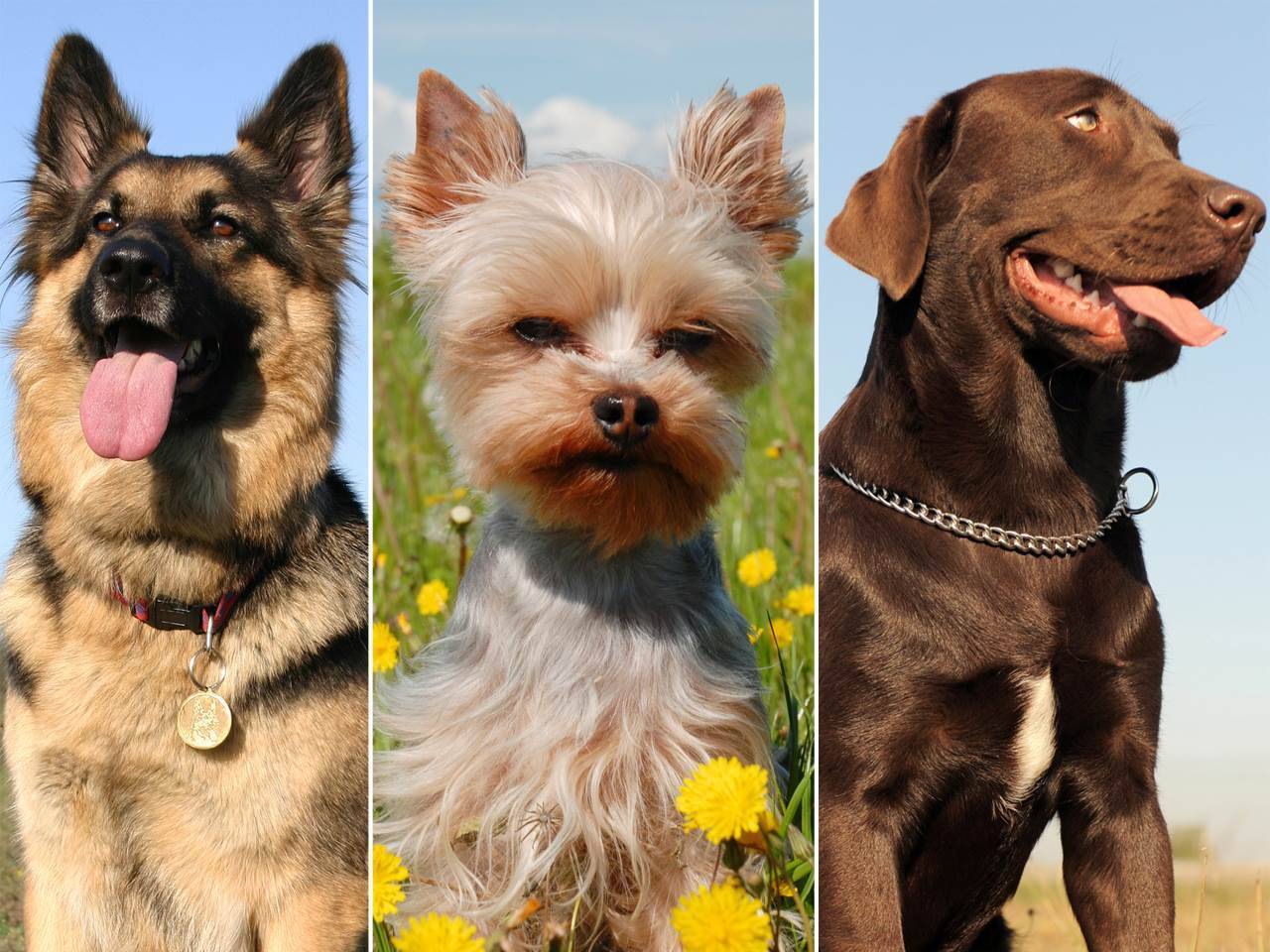 Самые опасные породы собак в мире. топ 5 мест