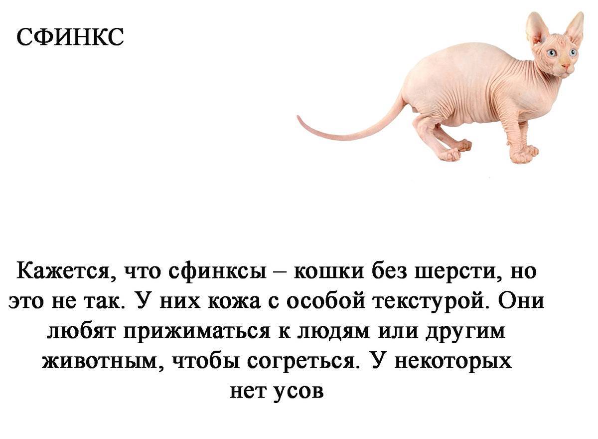 Их остались десятки во всем мире: исчезающие по вине людей породы кошек