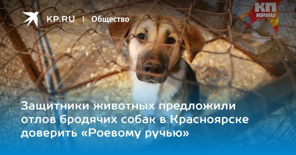 Усыплять или отпускать: в госдуме и оп решают проблему бродячих собак // нтв.ru
