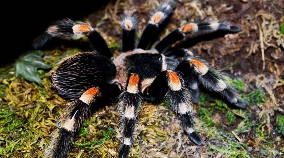 Как выглядит паук тарантул — вредитель [a pest]