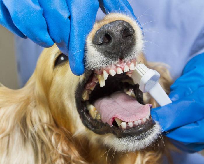 Чистка зубов собаке ультразвуком без наркоза
чистка зубов собаке ультразвуком без наркоза