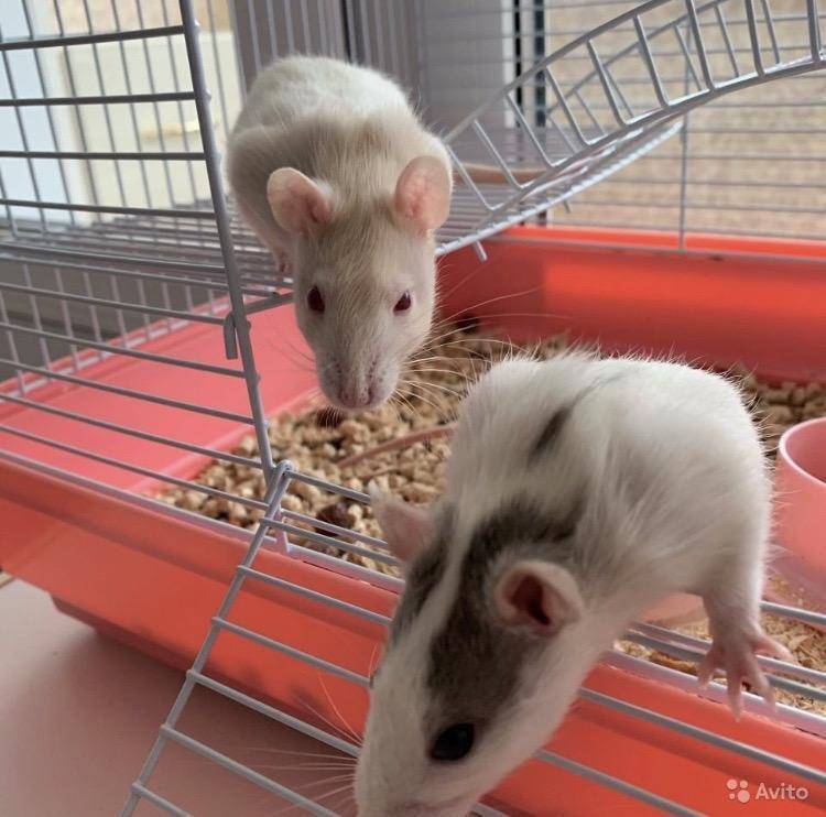 Сколько стоит домашняя крыса и дорого ли ее содержать? - люблю хомяков