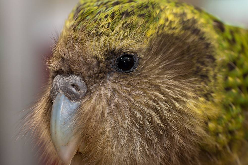Топ-10 самых умных пород попугаев