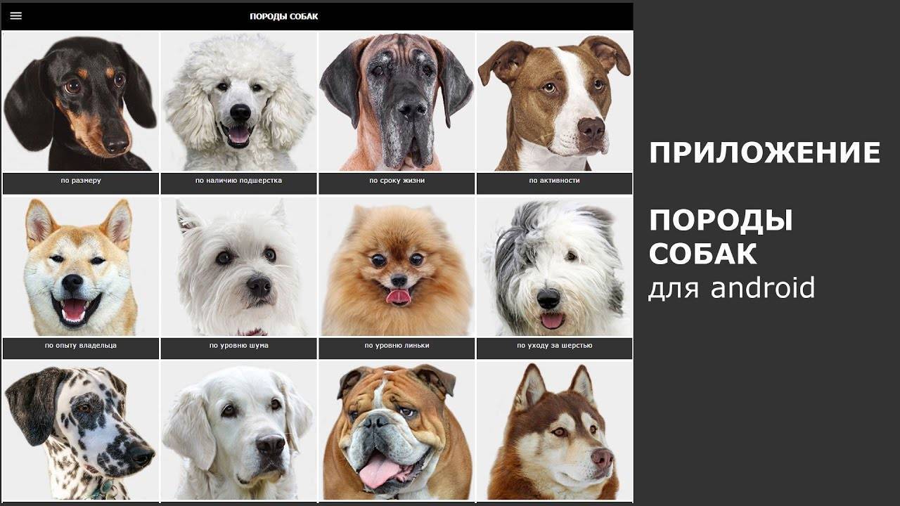 Гипоаллергенные собаки для аллергиков: породы, фото, отзывы