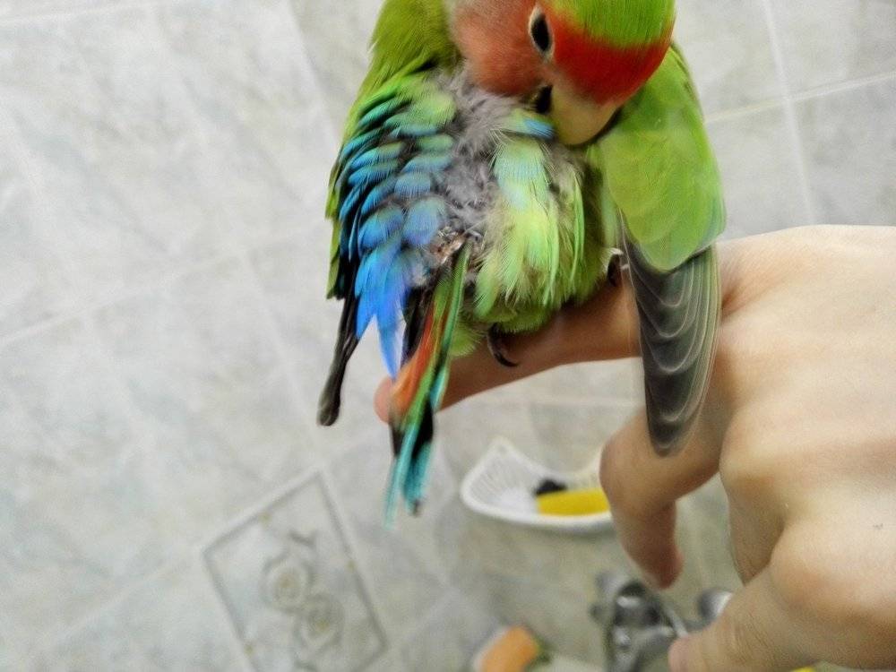 Адаптация волнистой породы попугаев после покупки
