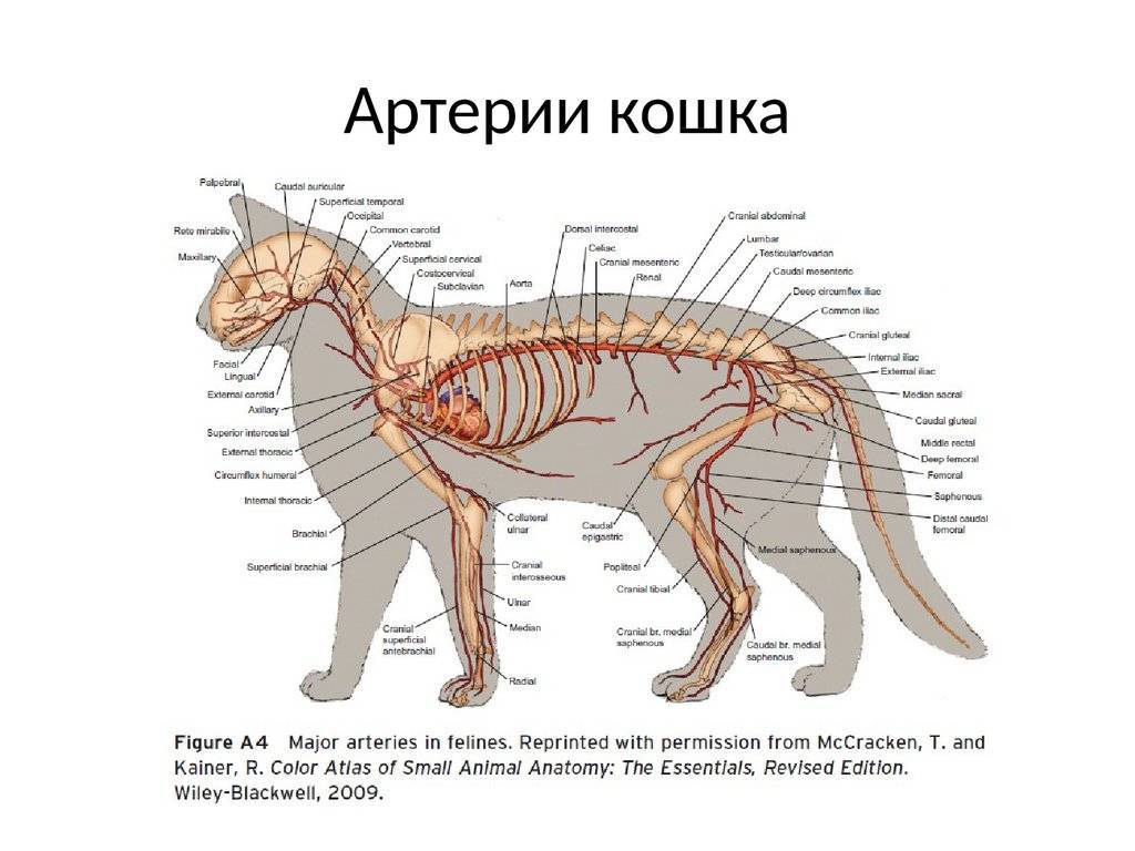 Рентгеновская диагностика аномалий развития хвоста у собак и кошек
