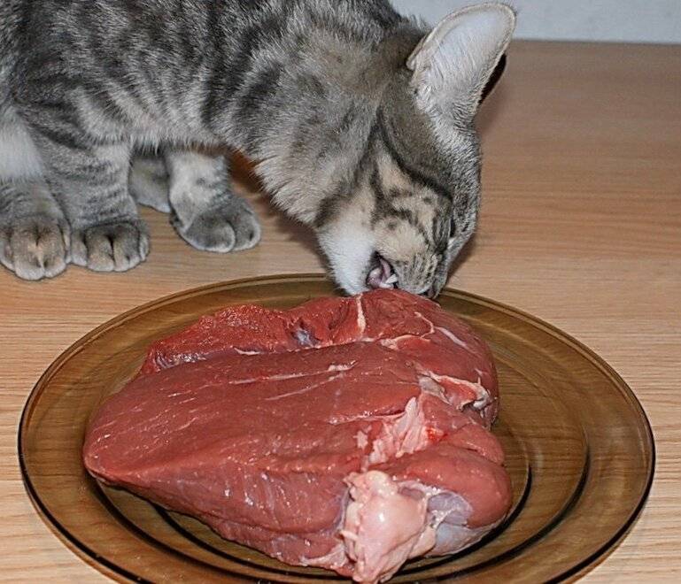 Особенности кормления кошек натуральной пищей и сухим кормом
