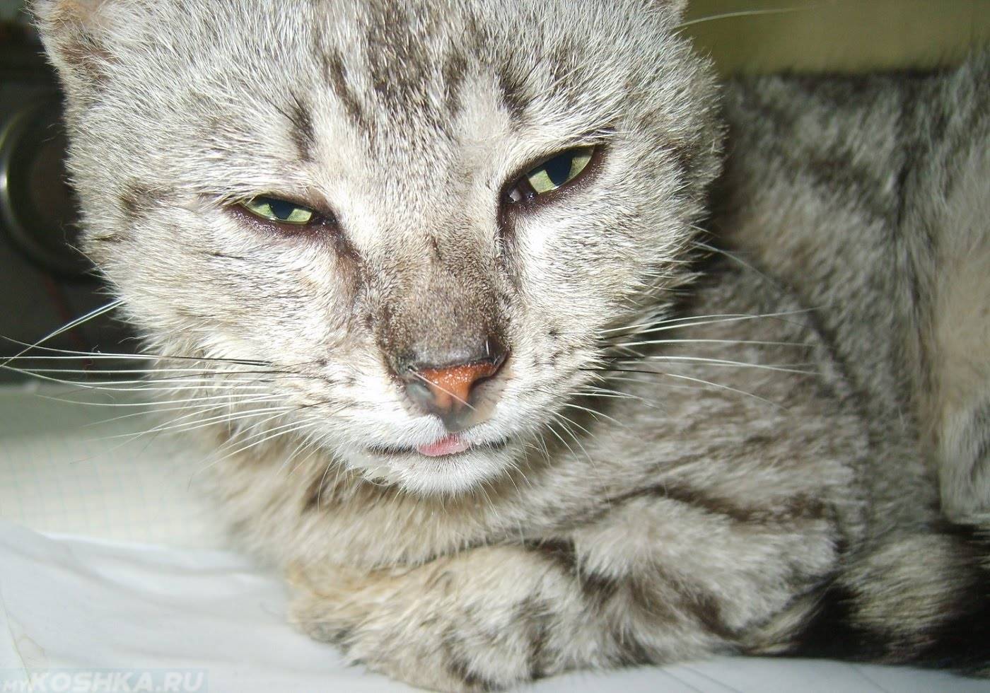 Герпес у кошек - симптомы, лечение и профилактика герпесвируса у кошек