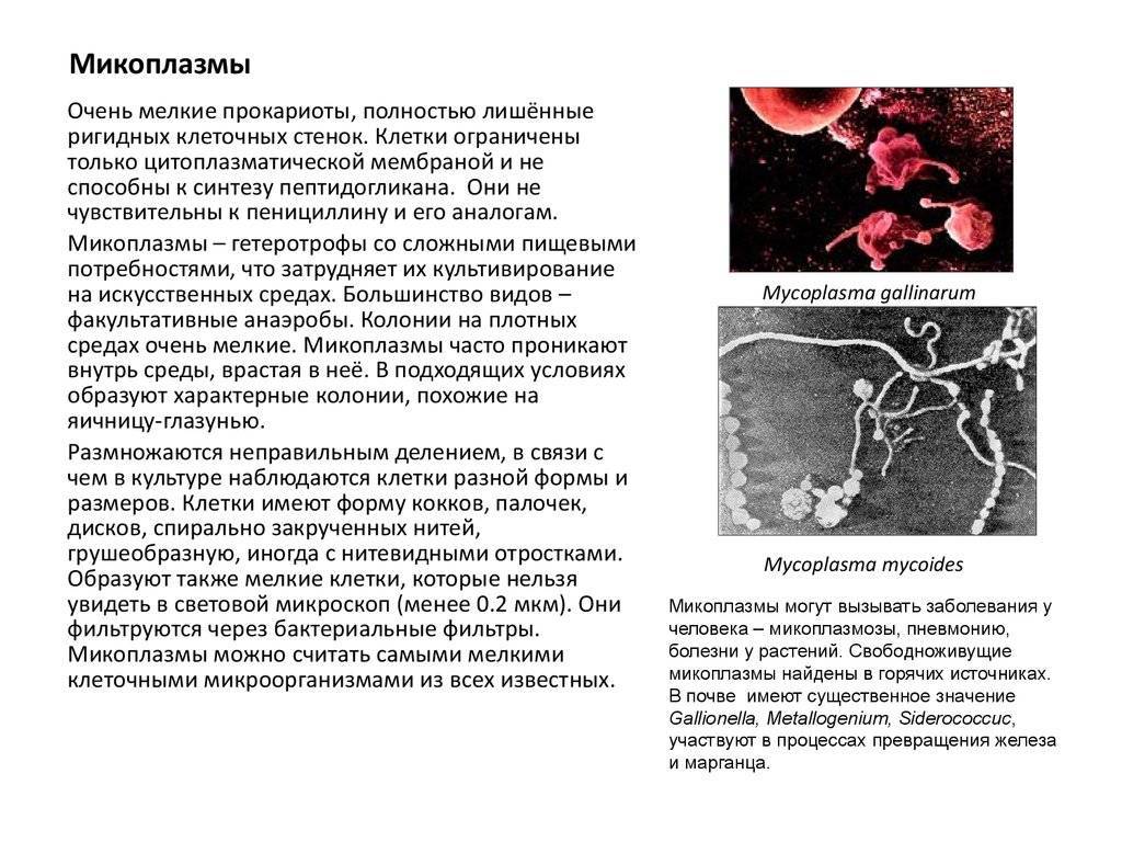 Mycoplasma hominis. пути заражения, симптомы заболевания, лечение