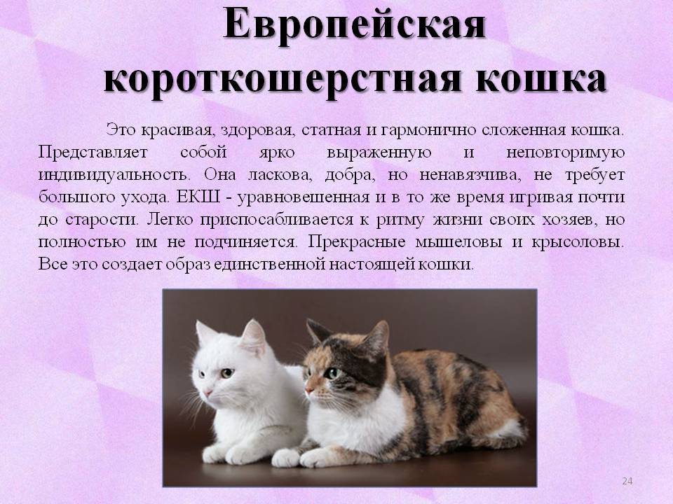 Анатолийская кошка