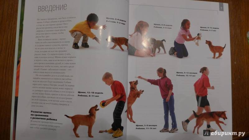 Как воспитывать собаку: действуем правильно! | о дрессировке собак в домашних условиях | сайт о маленьких собачках и не только