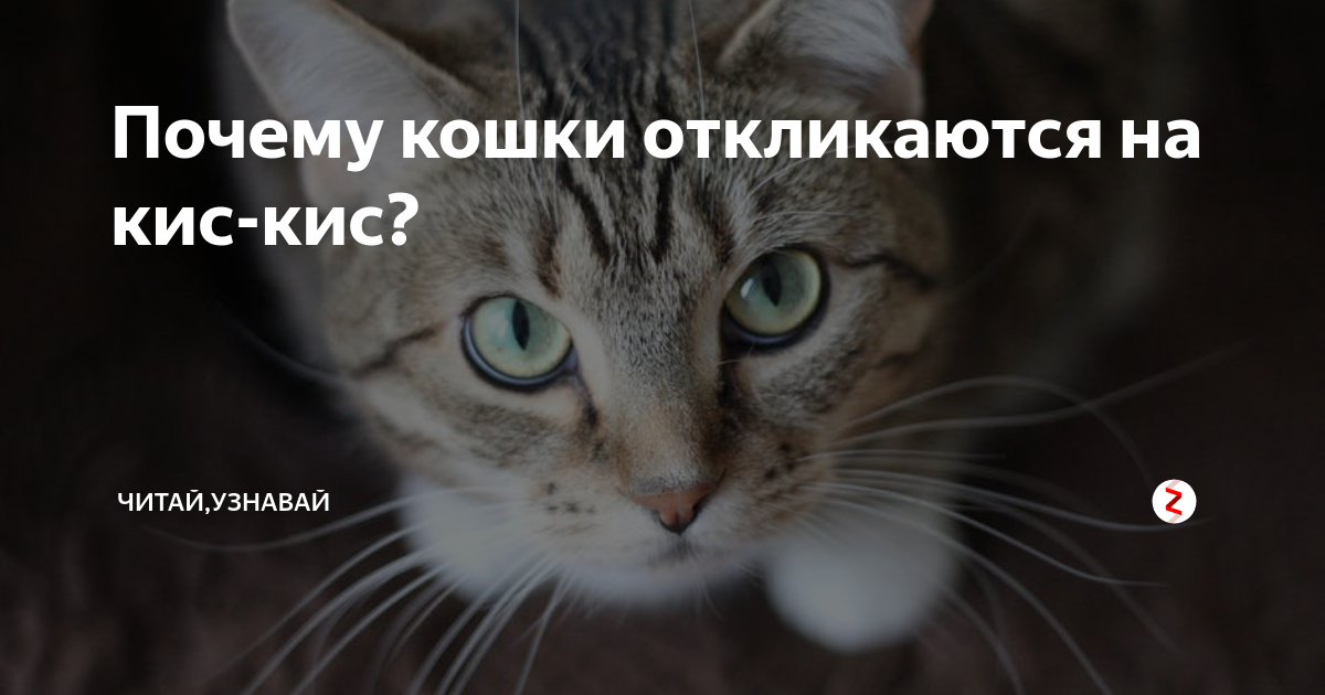 Почему кошки отзываются на «кис-кис» - мамин советник