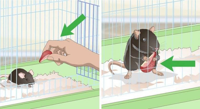 Приучаем крысу ходить в лоток в одном месте: самый простой метод