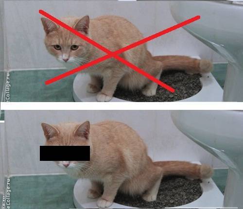 Как отучить кота гадить в неположенном месте: 4 проверенных способа